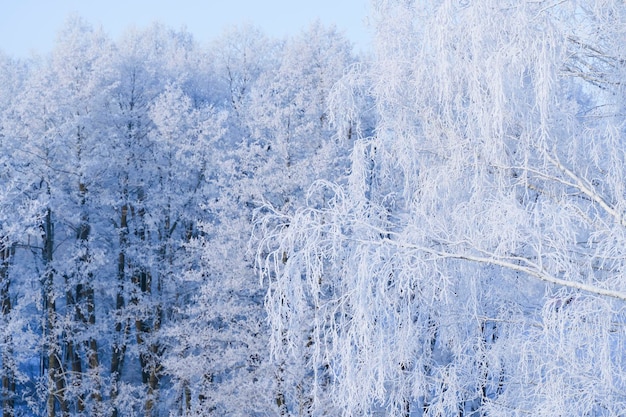 雪と霜に覆われた木々のある冬の森凍るような日差しの中で枝に美しい光沢のある霜高品質の写真