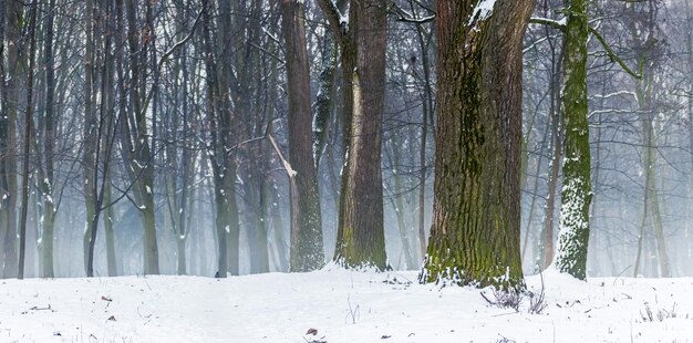 Winter forest with trees in the fog Winter landscape