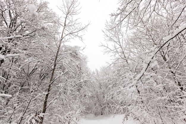 Winter forest with trees without foliage