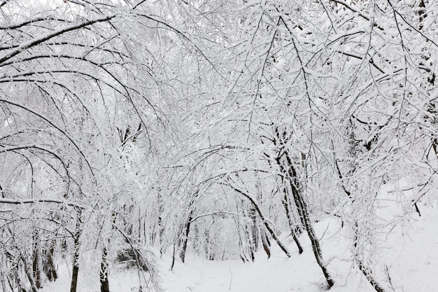 Winter forest with trees without foliage