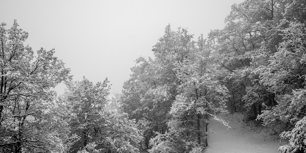 Winter Forest