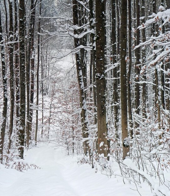 winter forest