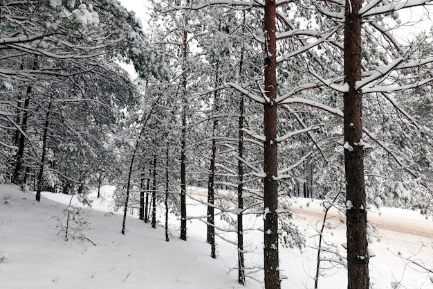 Winter forest