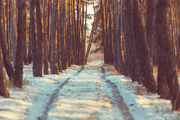 Winter forest