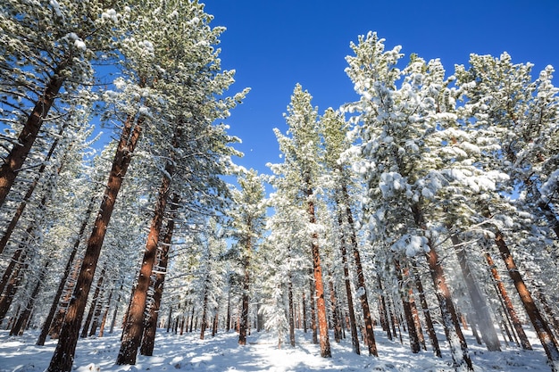 Winter forest