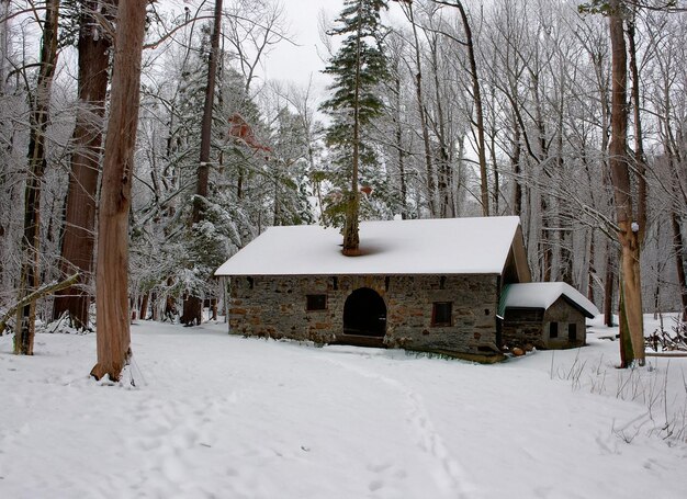 Winter forest