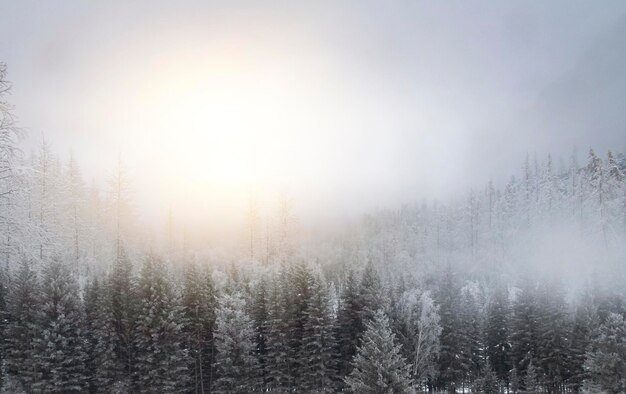 Winter in the forrest - white landscape