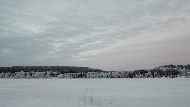 Winter forrest