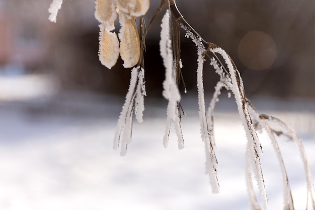 Winter frost maple brunch op besneeuwde achtergrond wazig