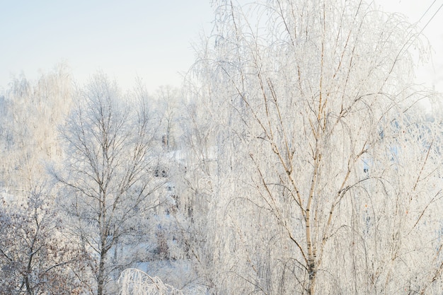 Winter frost op boomtakken volledige frame pure winter achtergrond