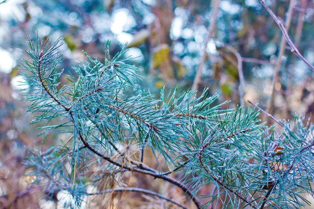 Winter frost pine