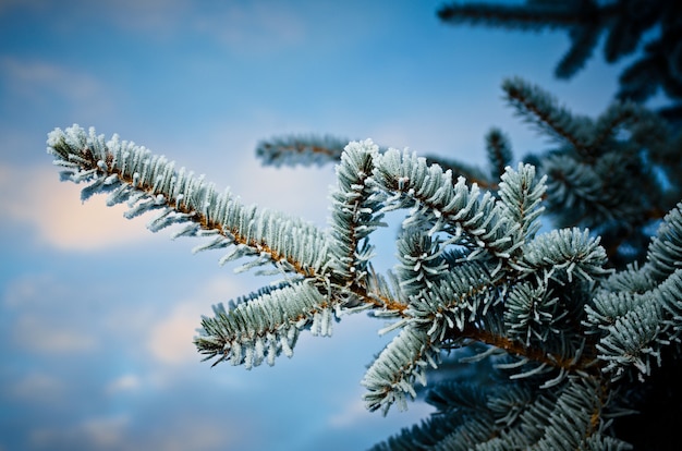 Winter frost on spruce tree  close-up .Shallow depth-of-field.