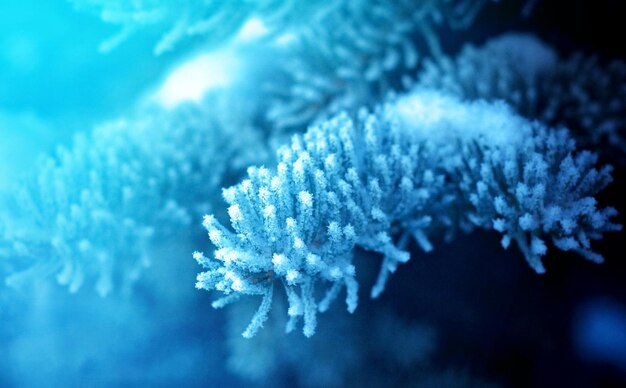 トウヒの木の冬の霜
