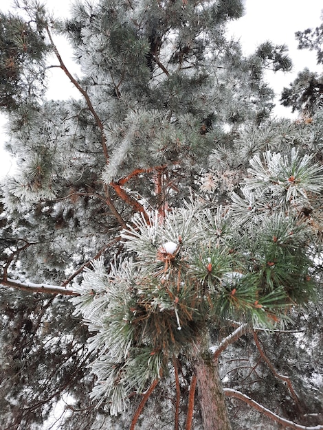 Winter frosted groene dennenboom takken close-up