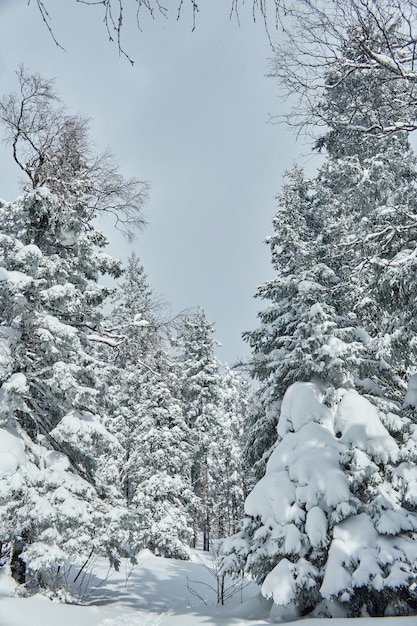 Winter frosty forest met bevroren bomen