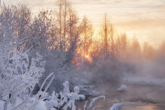 Winter frosty forest met bevroren bomen