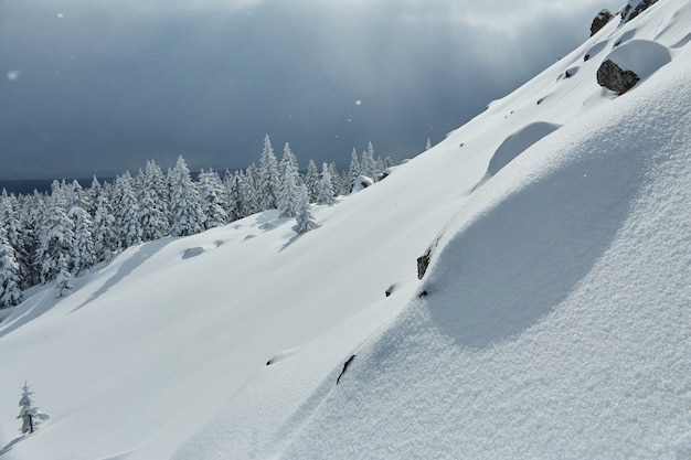 Foresta gelida di inverno con gli alberi congelati