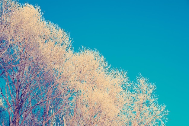 Winter frosty morning trees covered with frost