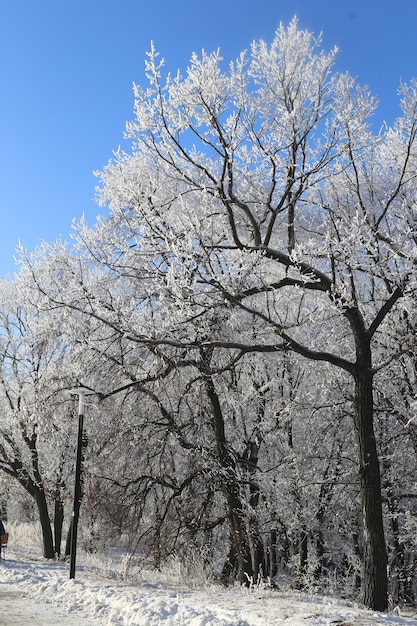 木々と冬の凍るような雪の風景