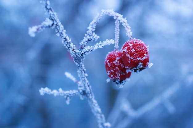 Фото Зимние замороженные ягоды боярышника на ветке со льдом