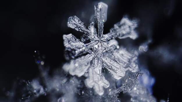 Photo winter frozen flower