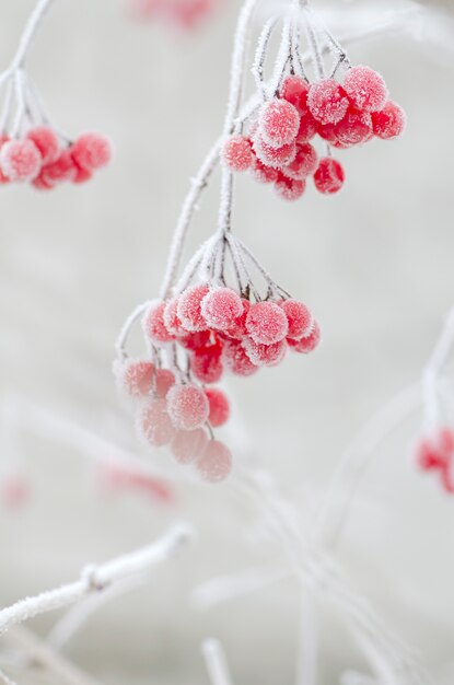 Winter frozen viburnum (guelder rose)