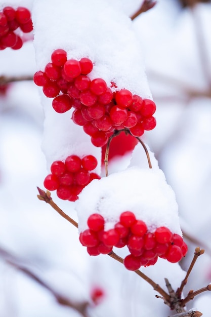 写真 凍った冬 雪の下のビブルヌム 最初の雪 美しい冬