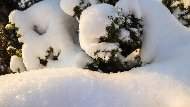 Зимний сад, покрытый толстым слоем белого пушистого снега в солнечный день естественная зима