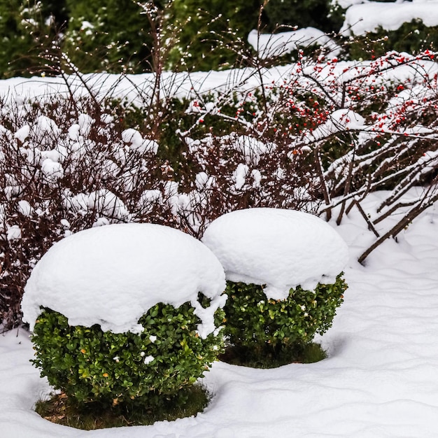 Winter garden with decorative shrubs and shaped boxwoods Buxus covered with snow Gardening concept