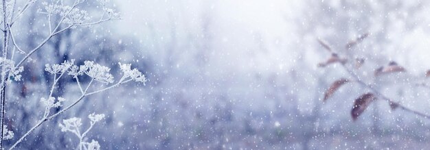 Winter garden with frost-covered plants during a snowfall