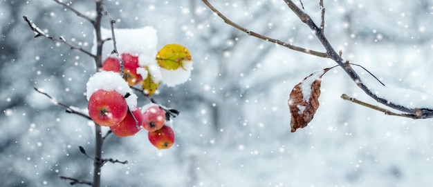 Winter garden with snowcovered red apples on a tree and a branch with a dry leaf during a snowfall