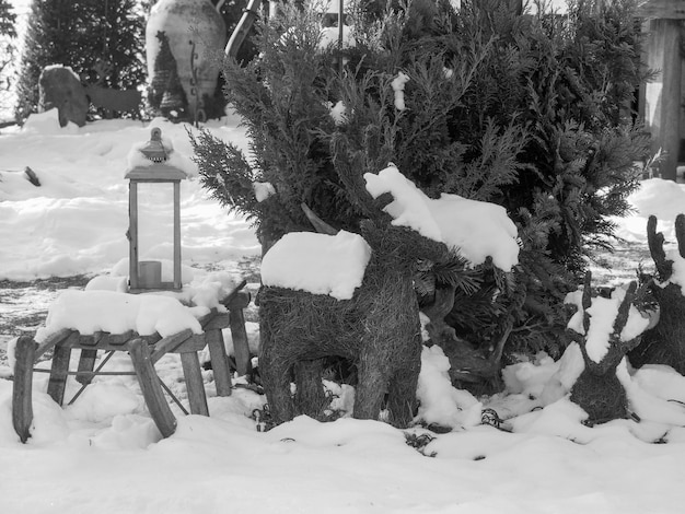 winter in the garden