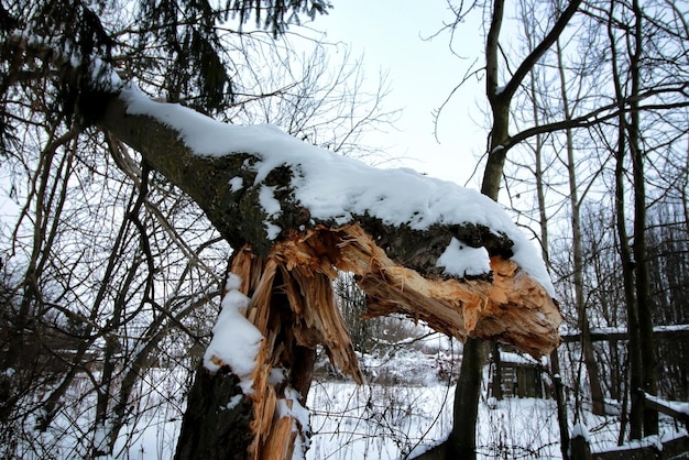 Winter gebroken stamboom