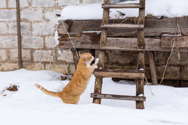 Winter, Ginger cat is about to climb into the attic on a wooden staircase