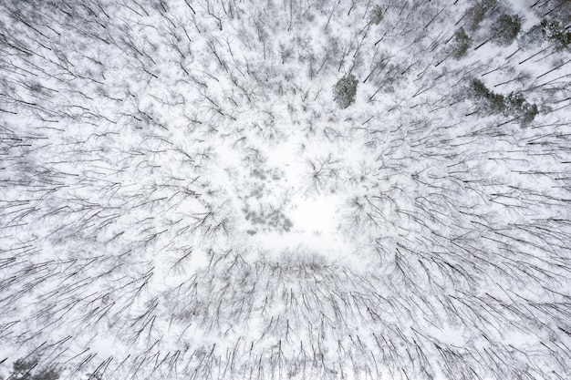 Winter gloomy forest covered with snow with leafless trees from aerial top view.