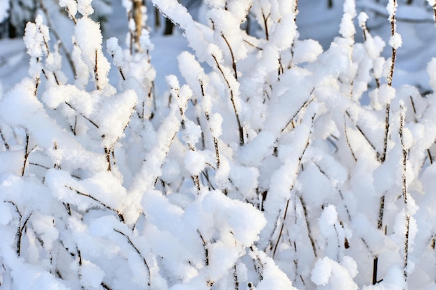 Winter graphically texture of snow covered bushes