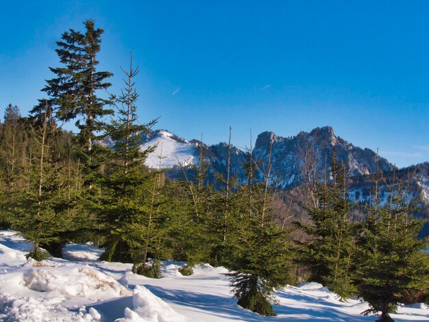 Winter on grunberg mountain