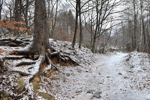 Winter has come The first snow in the forest Morning walk