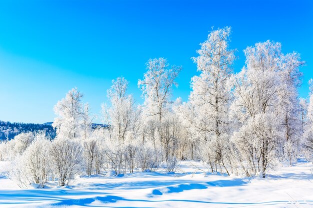 Winter heuvels landschap met witte besneeuwde bomen