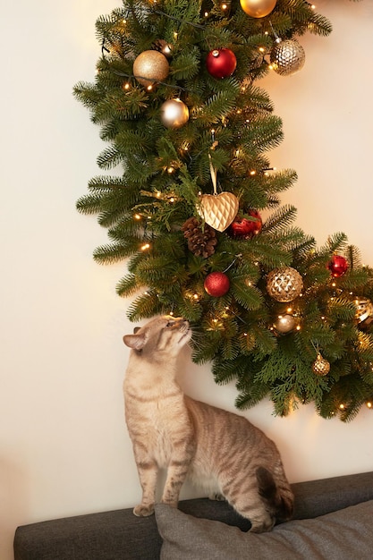 Winter holidays and vacations Christmas and New Year decor background Christmas tree and toys Christmas cat Holiday apartment interior