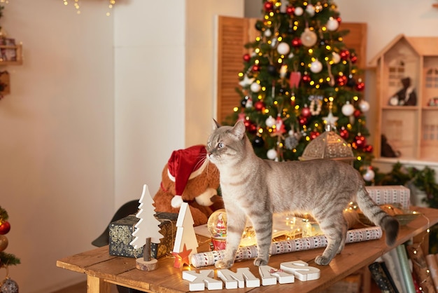 冬の休日と休暇 クリスマスと新年の装飾背景 クリスマス ツリーとおもちゃ クリスマス猫 休日のアパートのインテリア