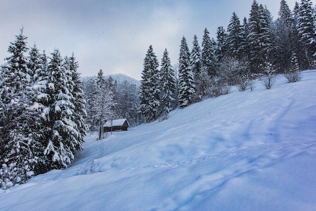山の中の冬の家と降雪後の防風林