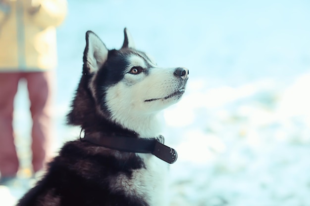 winter husky portrait on a walk, beautiful dog in nature, friendship, pet