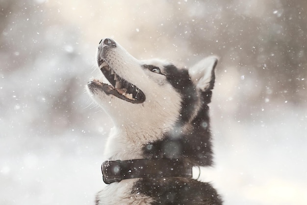 Photo winter husky portrait on a walk, beautiful dog in nature, friendship, pet