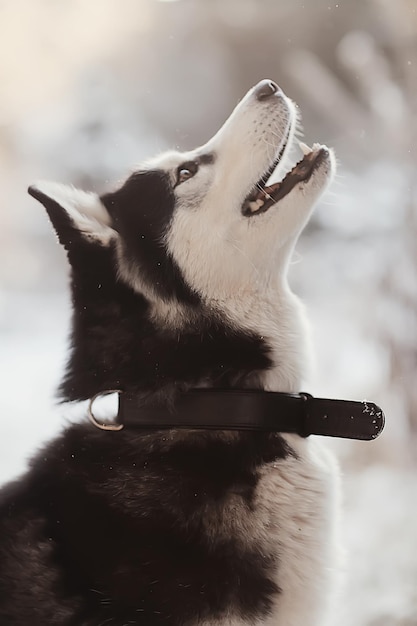 Ritratto di husky invernale su una passeggiata, bel cane in natura, amicizia, animale domestico