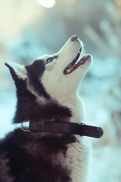 winter husky portrait on a walk, beautiful dog in nature, friendship, pet