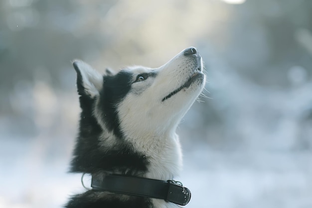 winter husky portret op een wandeling, mooie hond in de natuur, vriendschap, huisdier