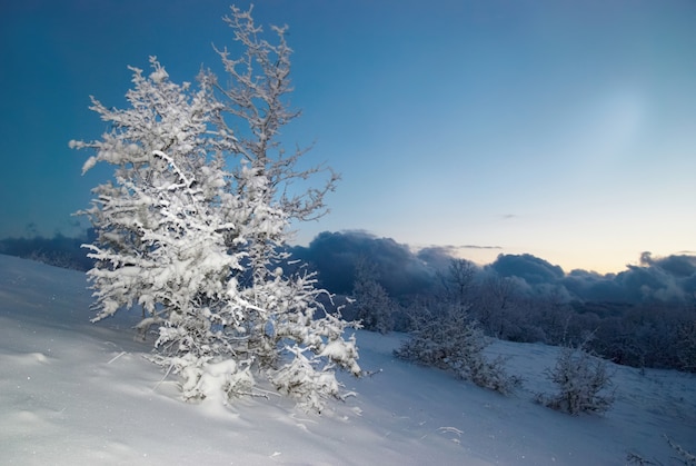 Winter icy forest in the night.