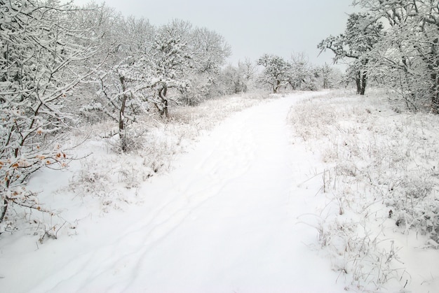 Winter icy forest with beautiful trees