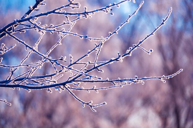 Winter ijzige ochtend bomen bedekt met rijp